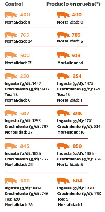 Aceites esenciales: Solución natural para salud pulmonar porcina