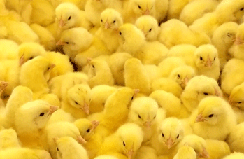 Energía y Proteína para Pollos de Engorde en Primera Semana