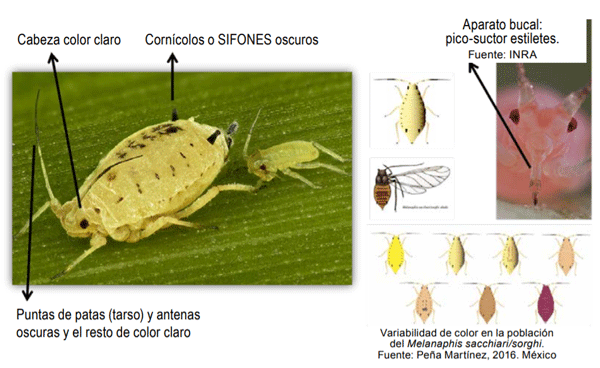 Figura 1 - Identificación taxonómica de Mss.