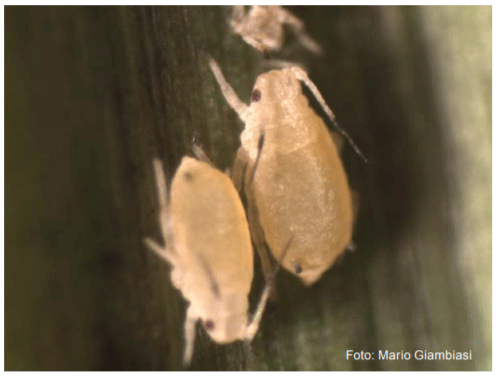 Figura 6 - Melanaphis sacchari/sorghi colectados en Salto.