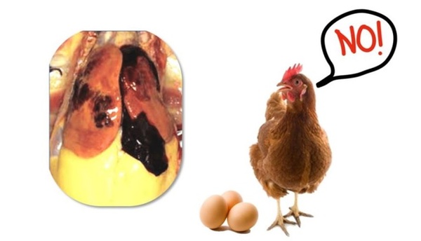 La relación entre los huevos y la salud del hígado - Image 1