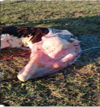 Causas de membranas fetales resistentes en bovinos
