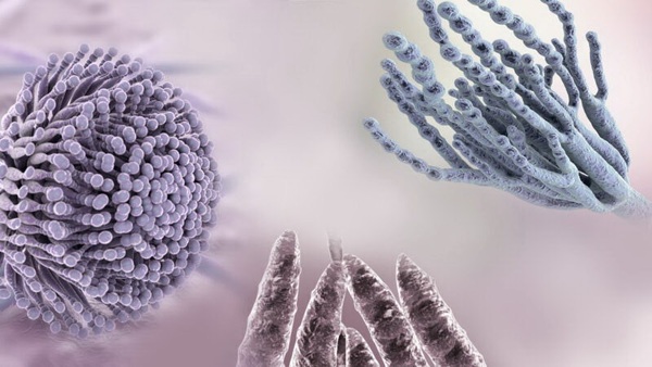 Micotoxinas clave y síntomas en animales de producción