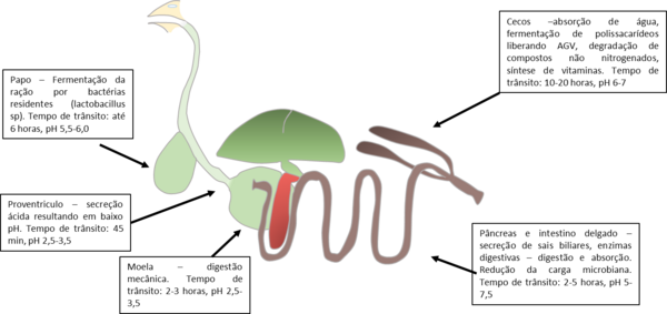 Salud Intestinal y Rentabilidad Avícola