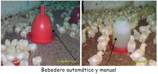 Distribución piano Rápido Manual práctico del pequeño productor de pollos de engorde - Engormix