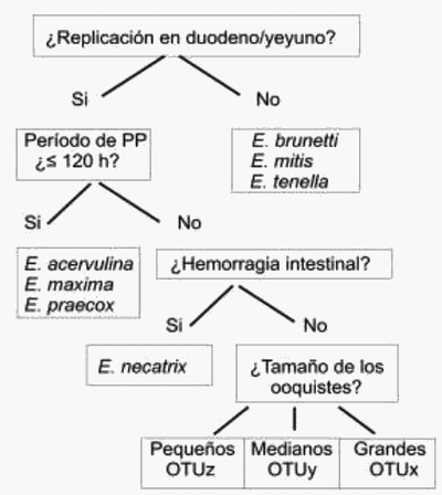 Clave dicotómica para la identificación de especies de Eimeria aviar.