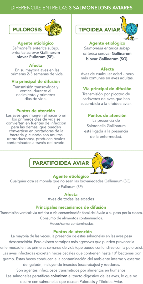 Salmonelosis Aviar: Estas Son Tres Condiciones Distintas Con Diferentes ...