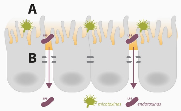 Efecto sinérgico micotoxinas y endotoxinas en animales