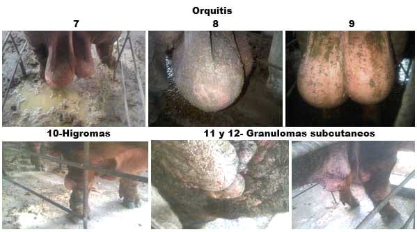 Brucelosis Porcina, Caso Autoctono | Engormix