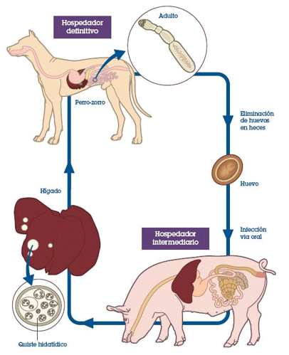 Medicina Veterinaria y Salud Pública: Zoonosis