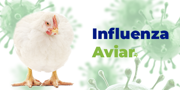 Pruebas de Anticuerpos para Influenza Aviar