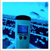 Temperaturas Óptimas para Pollitos BB