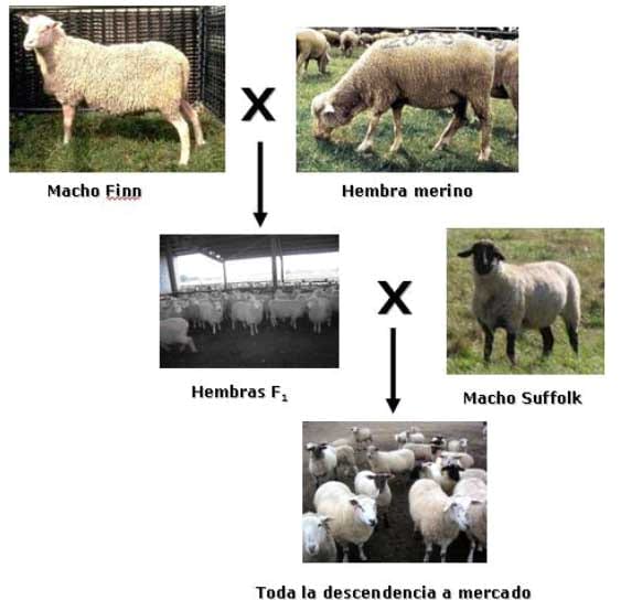 Peso vivo de los corderos mestizos respecto al promedio de las razas