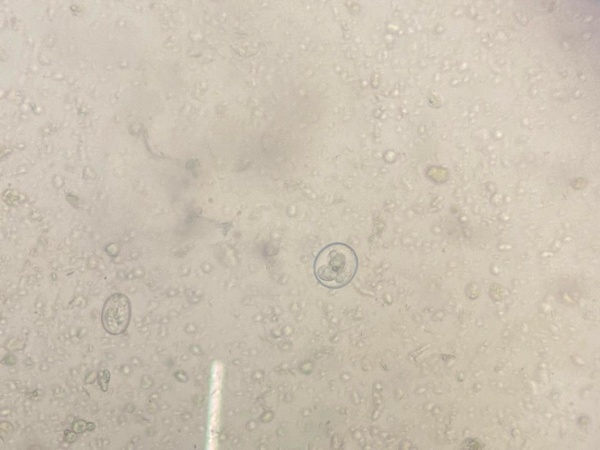 Efectos Coccidiosis Aviar en Nutrición