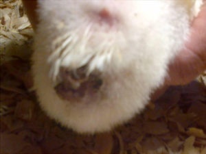 Emulsificantes para reducir empastamiento cloacal en pollos