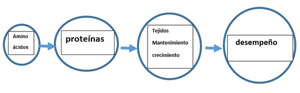 Energía: motor del desempeño porcino