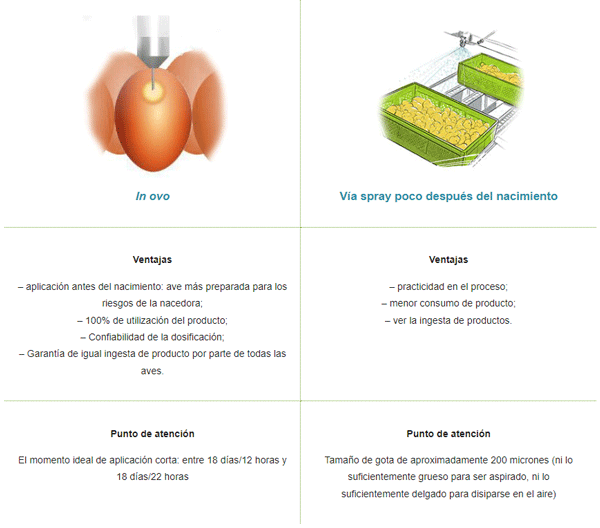 Colonización Temprana In Ovo O Vía Spray: Impactos En La Calidad De Los ...