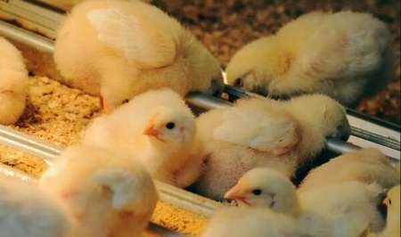 Alimentación por fases mejora peso vivo en pollos