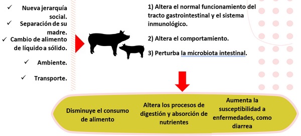 Impacto del estrés del destete en la producción porcina