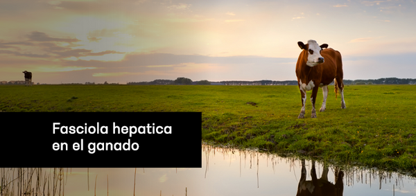 Ciclo de vida Fasciola hepatica