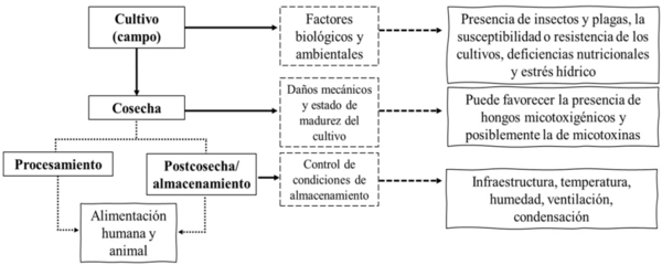 Ingesta tolerable de micotoxinas en humanos