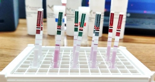 Secuestrantes de Micotoxinas para Cerdos