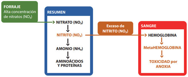 Prevención de Intoxicación por Nitratos en Ganado