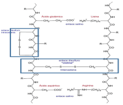 Conoce la pezuña de tu vaca - Engormix