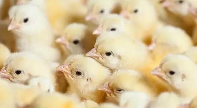 Temperatura Ideal Cáscara Huevo Incubación