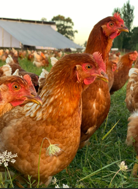 Principios de la Avicultura Alternativa: Bienestar Animal y Ambiente