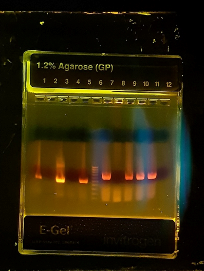 Diferenciación de cepas de Salmonella en aves por PCR