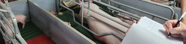 Bienestar Animal y Sostenibilidad Porcina