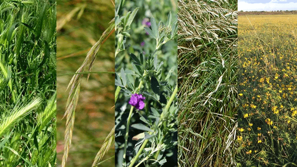 Manejo de intersiembra en pasturas
