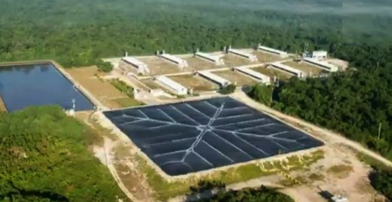 Valorización de excretas porcinas para energía y economía circular
