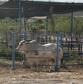 Ley de Murphy en Feedlot: Prevención de Riesgos Operacionales