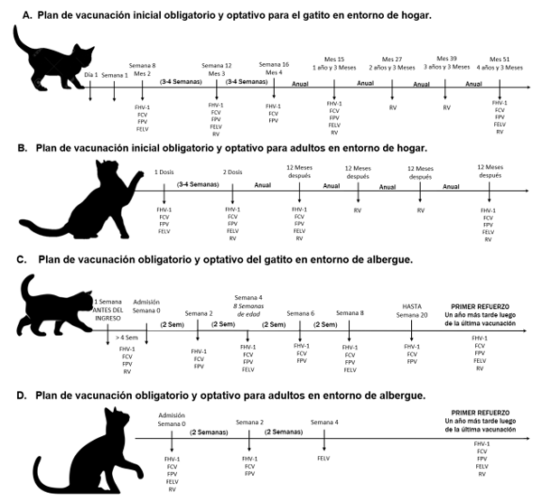 Vacunación Clostridium Bovinos: Tiempo de Protección
