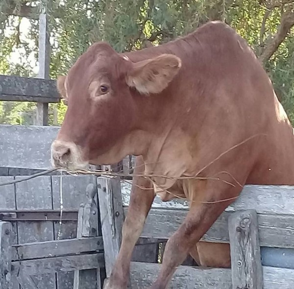 Gestión de Seguridad Ocupacional en Pecuaria