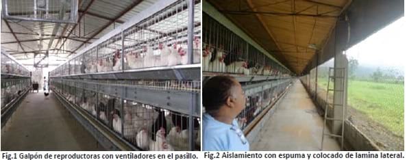 Diseño de ventilación en un galpón de reproductora liviana - Engormix