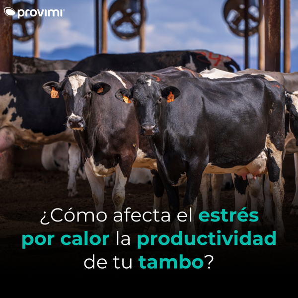 Estrés por calor: Impacto generacional en producción lechera