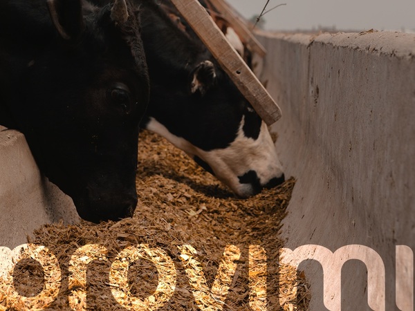 Slick Bunk: Comedero Limpio para Bovinos de Carne