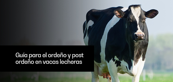 Esfínter del pezón y estrés: clave en mastitis lechera