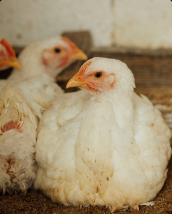 Control de IBV en Aves: Bioseguridad y Vacunación