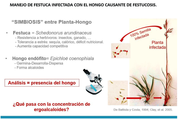 Manejo de Pastoreo y Ergoalcaloides en Festuca
