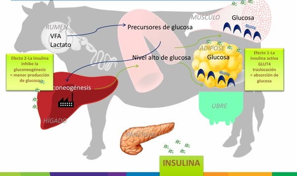 NexUlin Disminuye Producción de Insulina en Lechería