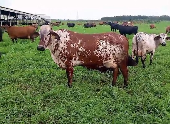 Modelos de Lechería Tropical Rentable en Ecuador