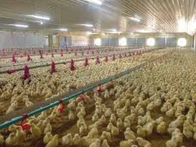 Consumo inicial de alimento y agua en pollitos