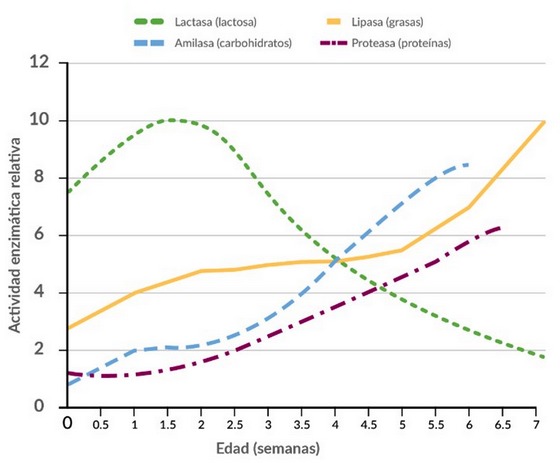 Gráfico de evolución de actividad enzimática en lechones por edad.