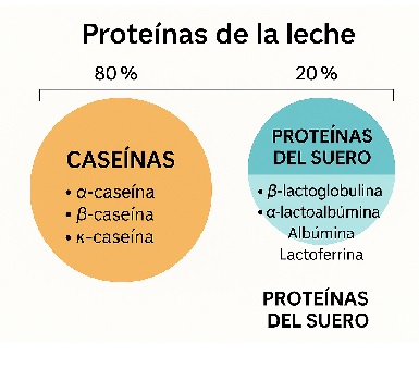 Lisina y Metionina en Leche