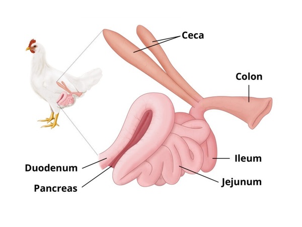 Causas de trastornos intestinales en pollos