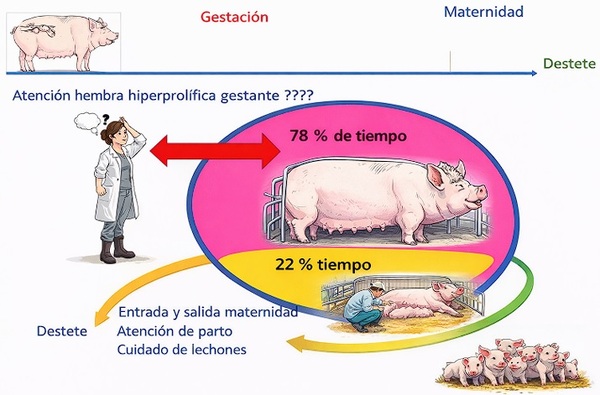 Impacto de la hiperprolificidad en cerdas y lechones